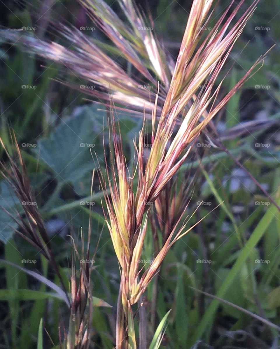 Close up of wild cereal grass
