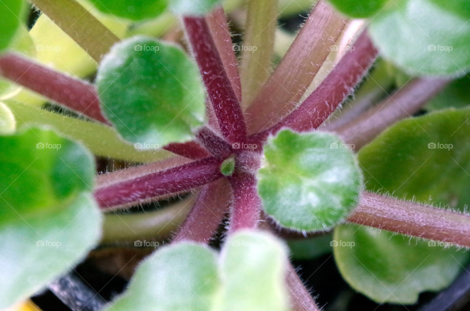 Extreme close-up of leaves with bud.