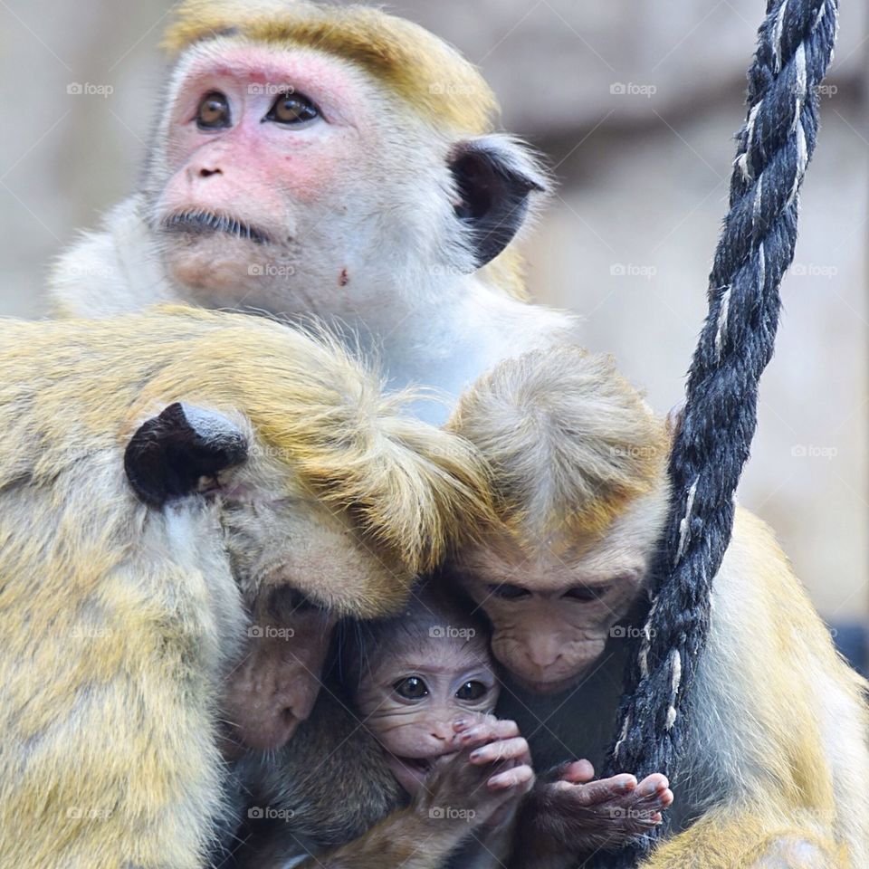 Monkey family