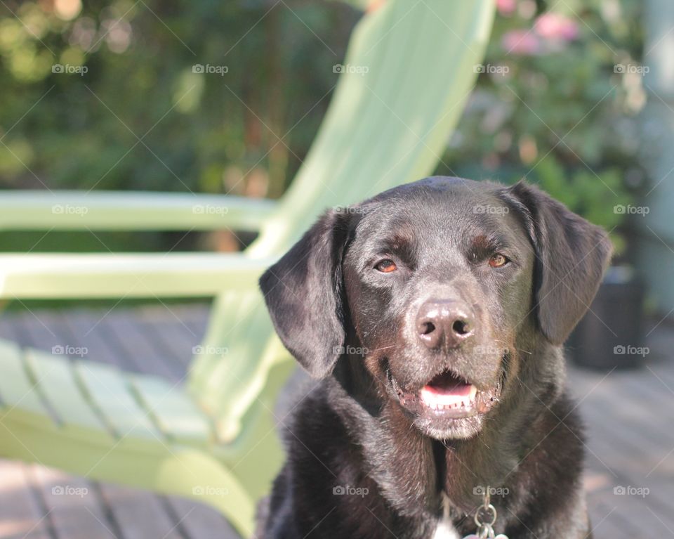 My favorite girl smiling because she heard we were going on a Walk 😊