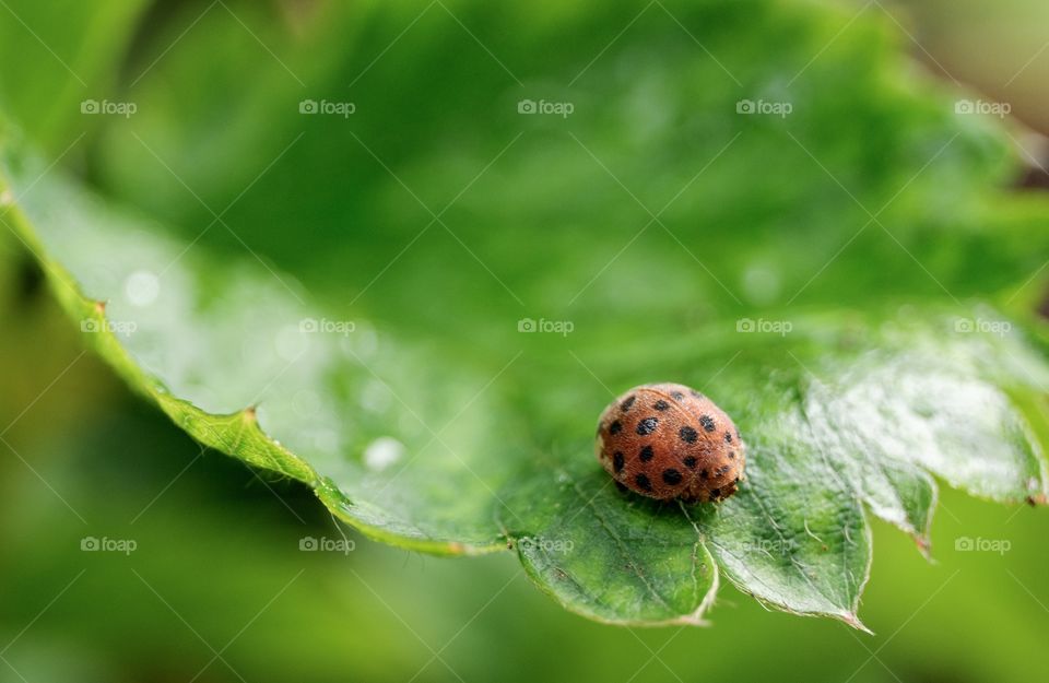 Contrast object at Eye attack position on the good background