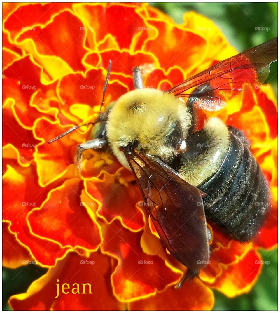 bumblebee on marigolds