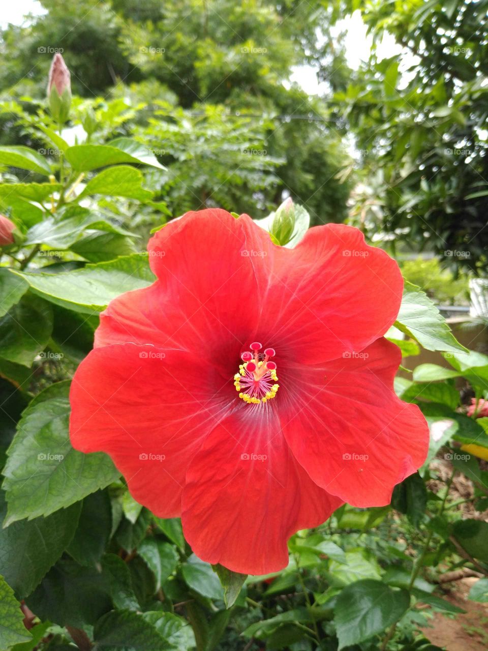 a big red hibiscus flower