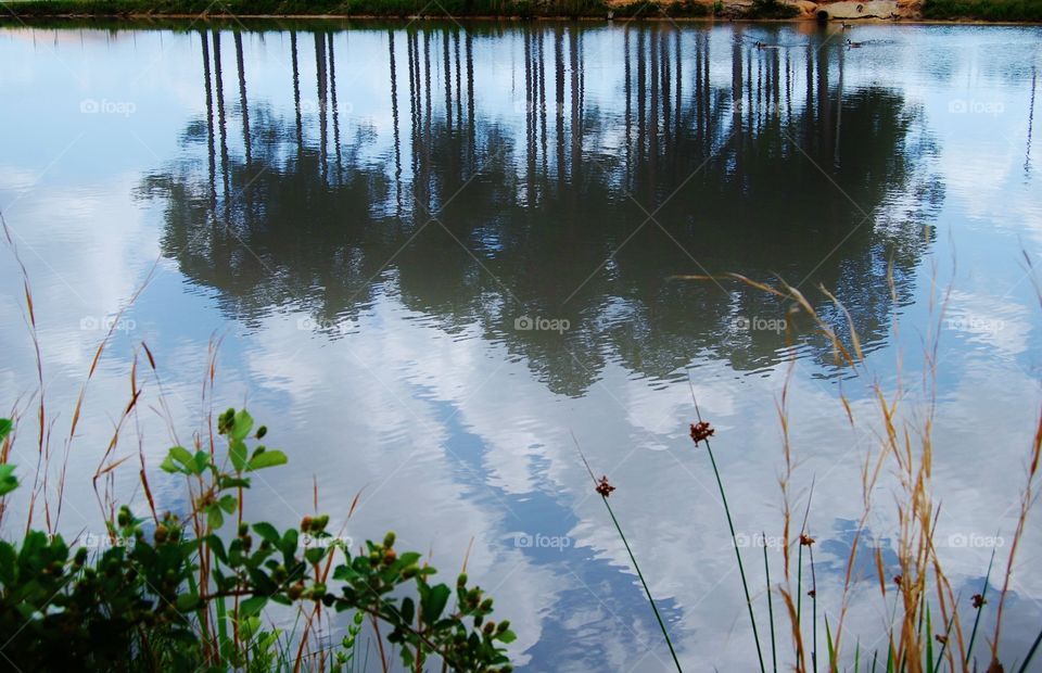 Reflections on the pond. Reflections on the pond