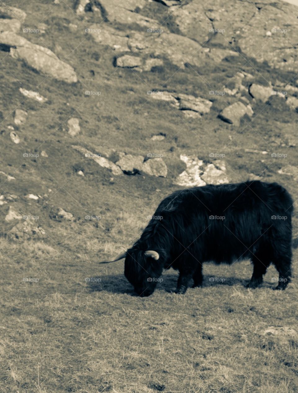 Highland Cow In Scotland, On The Countryside Roaming Free, Monochromatic Image