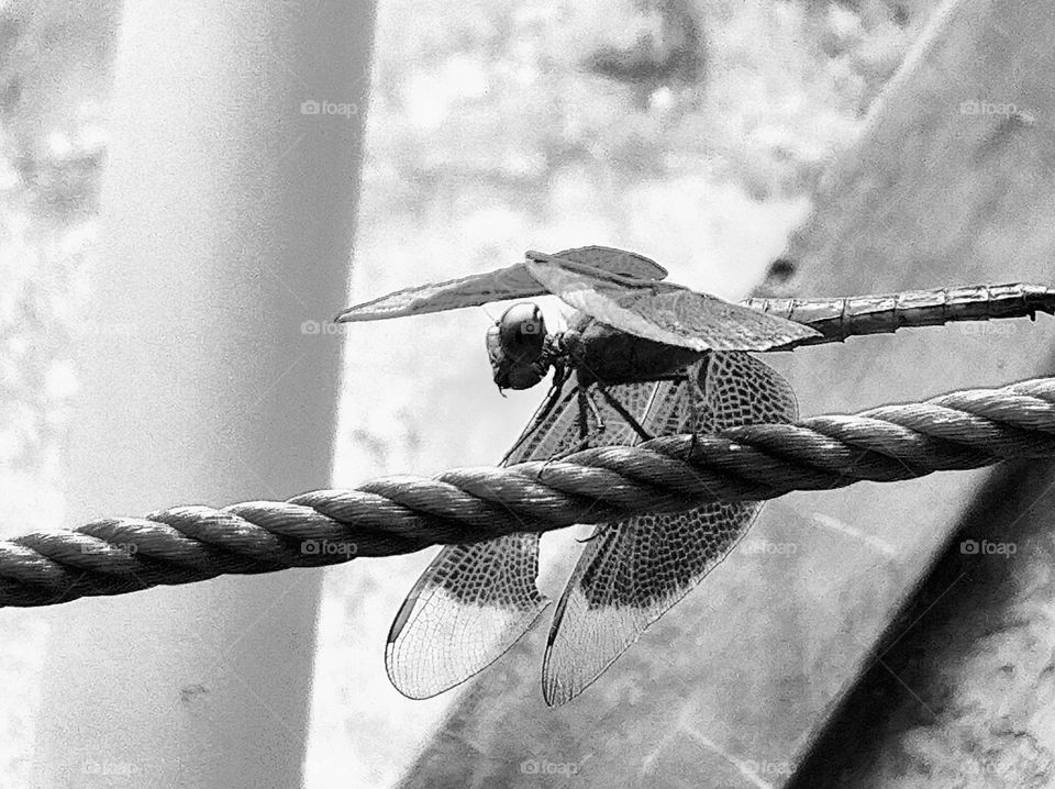 Dragonfly