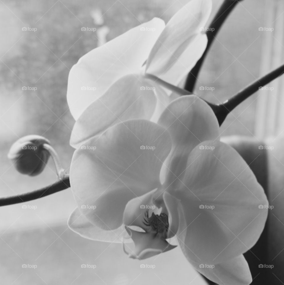 White Orchids