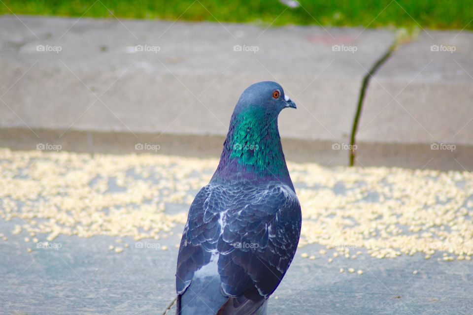 The Pigeon