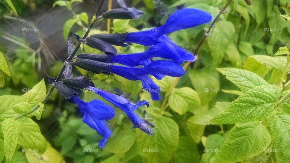 blue sage. anise sage from Elizabethan Gardens in Manteo, NC - growing in garden in Baltimore, MD.