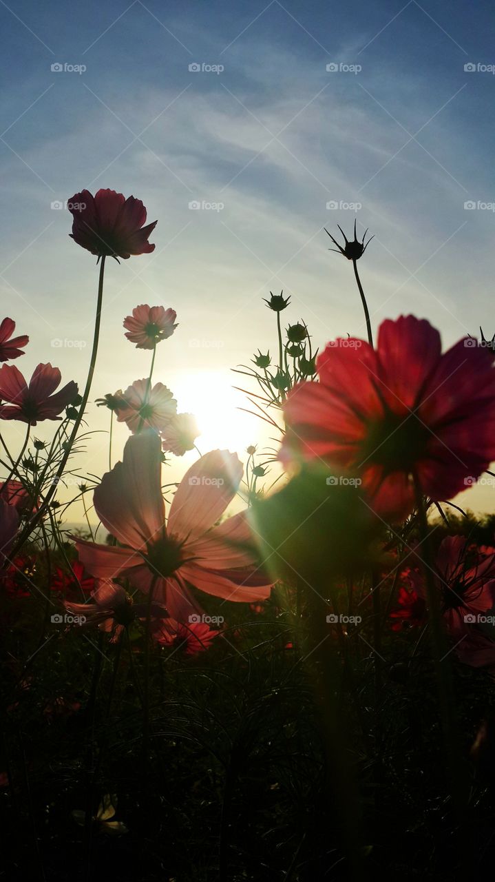 flower under the sun. good bye good day