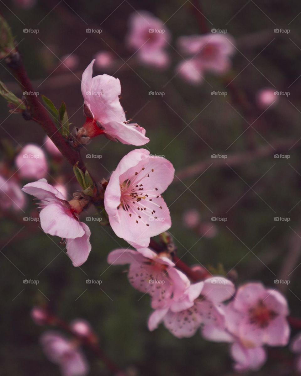 Beautiful Peach Blossoms
