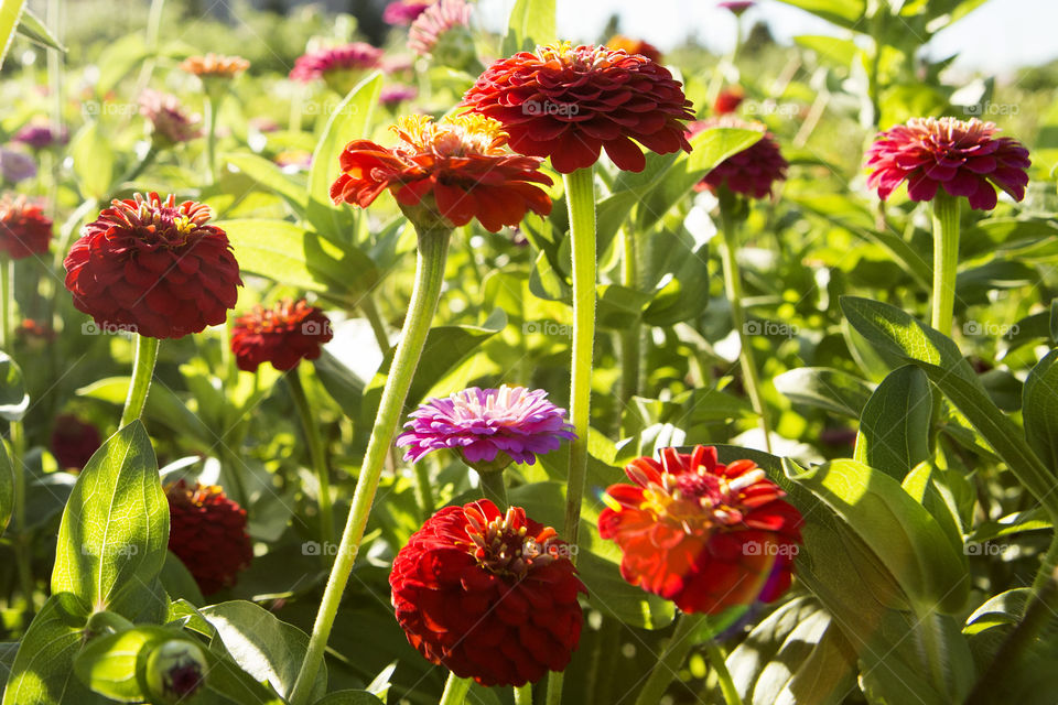 Sunset flowers 