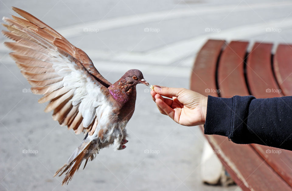 Brown pigeon
