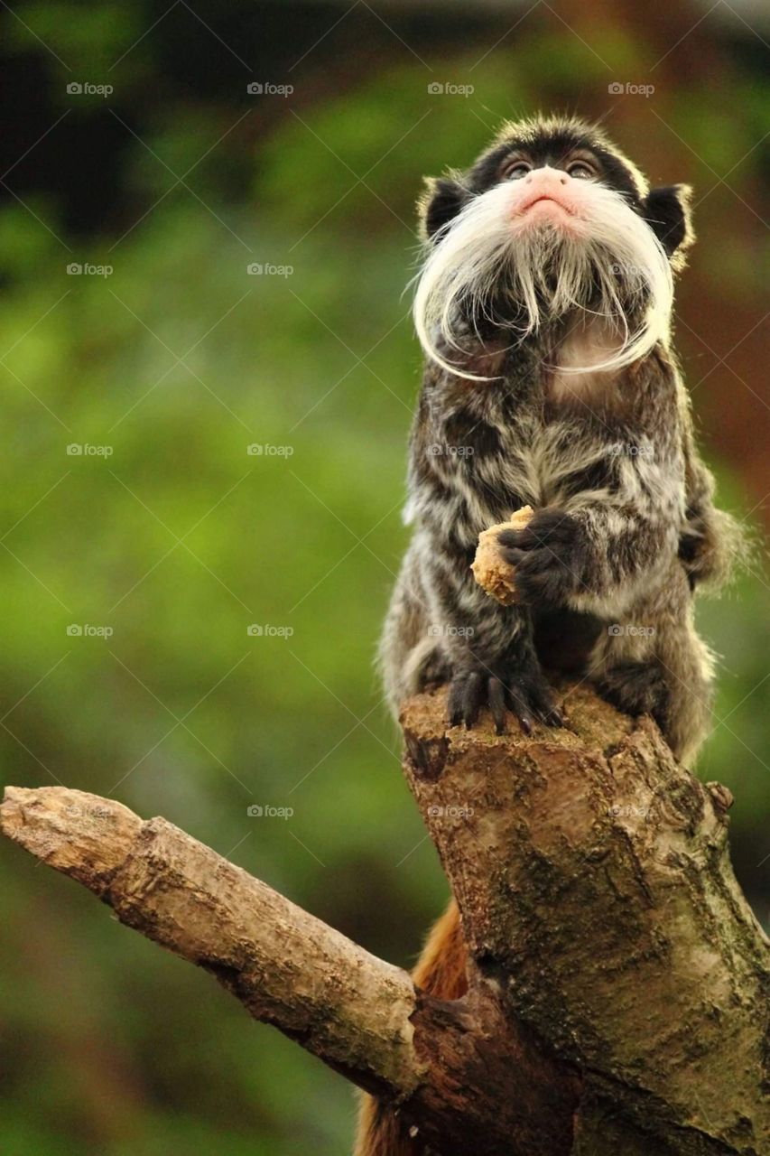 A cute and friendly tamarin monkey begging for a tasty treat.