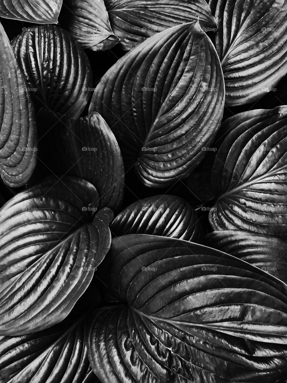 Black and white leaves 