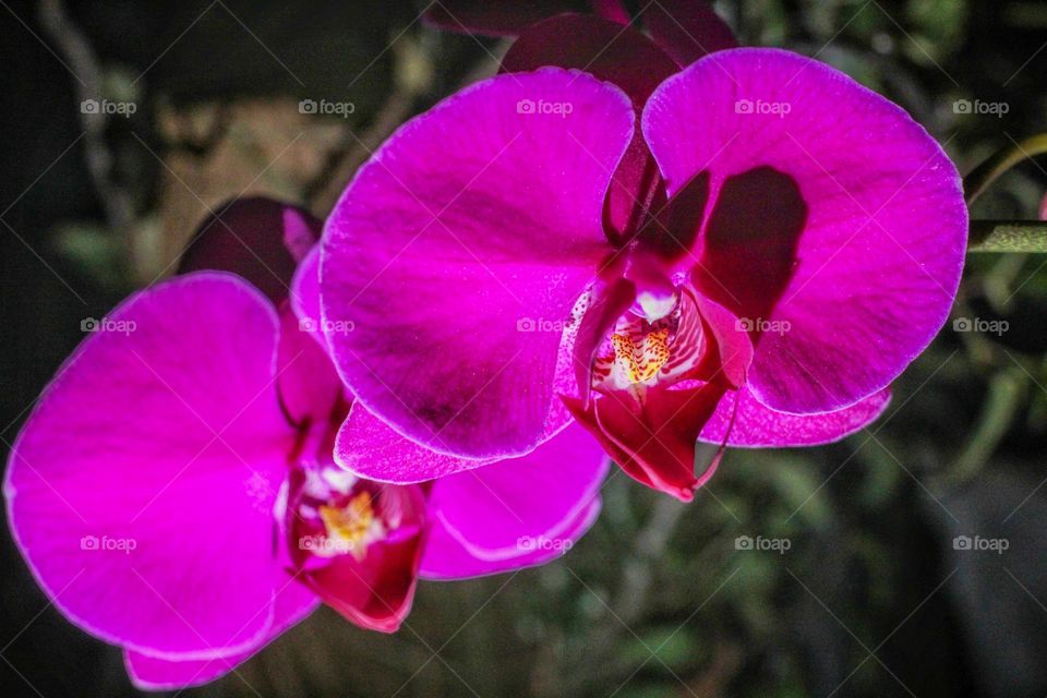 Orchid Flower
