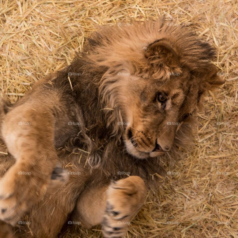 Playful young lion