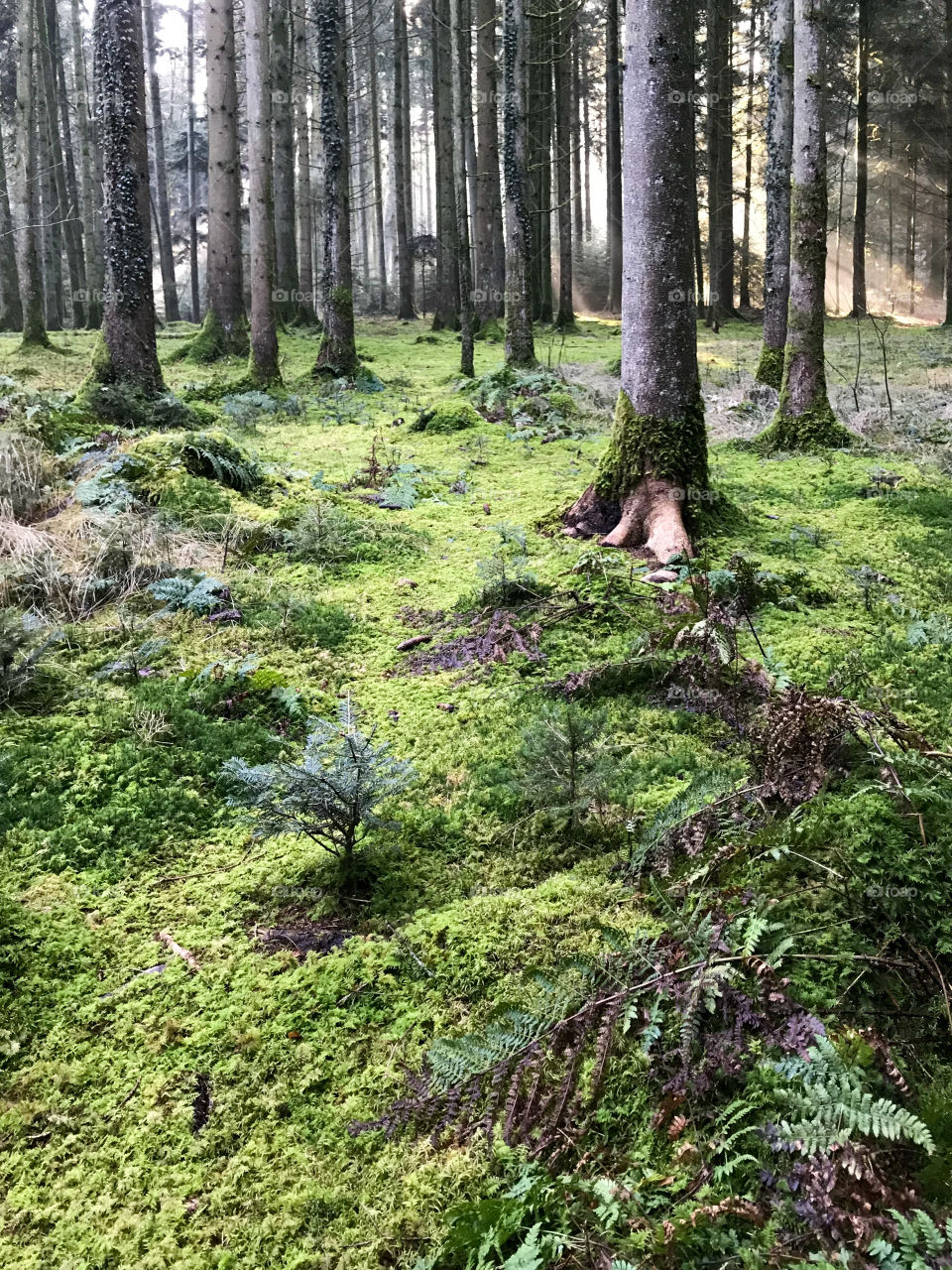 Swiss Forest 