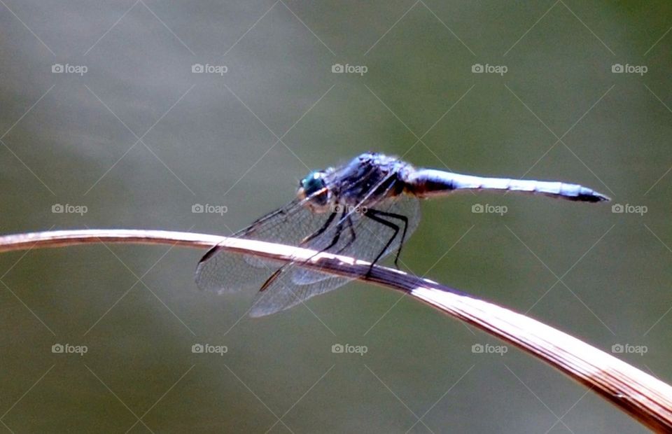 Blue Dragonfly