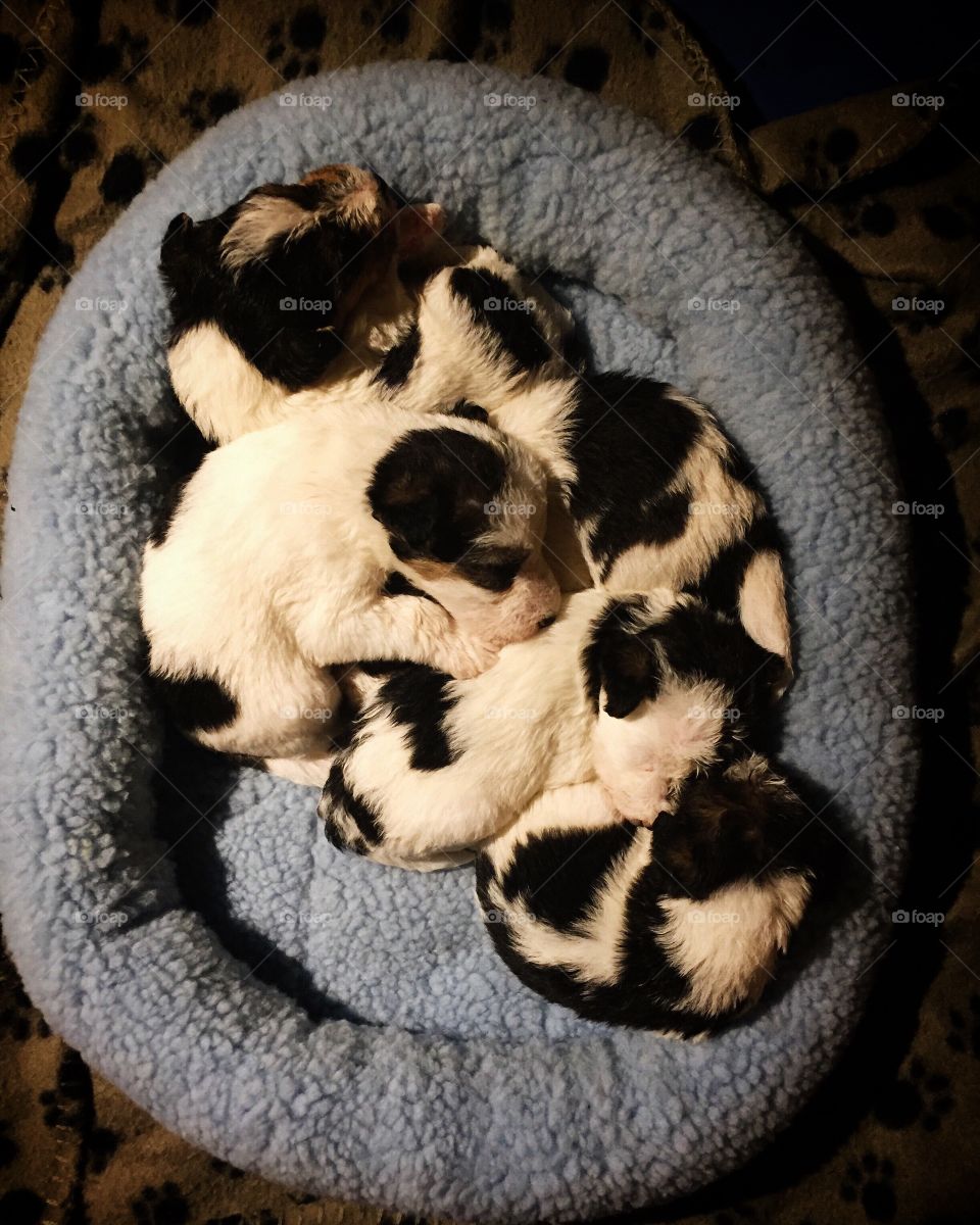 Nest of puppies 