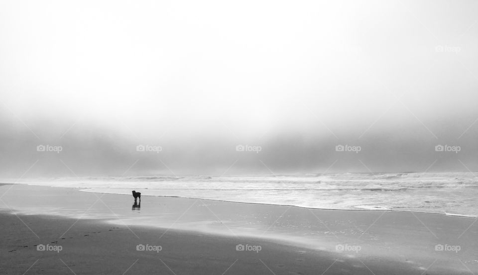 Beach, Sea, Water, Ocean, Fog