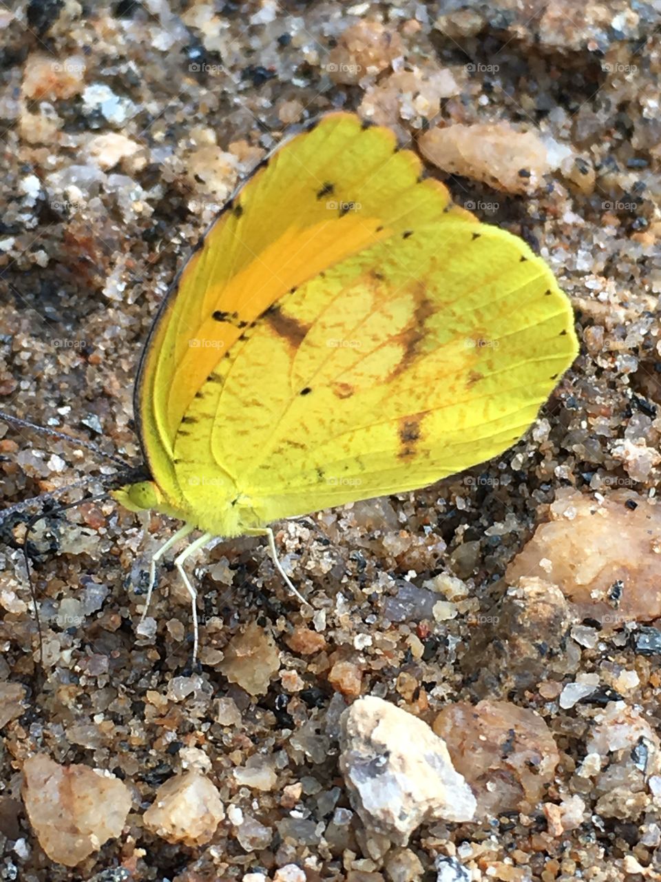 Bright brave butterfly 