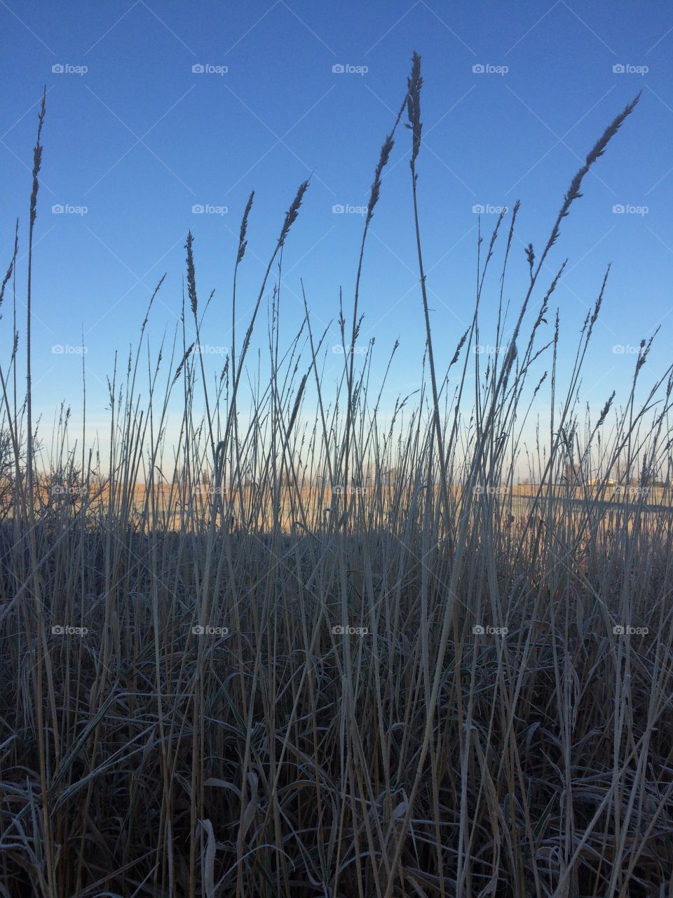 Frost covered long grass 