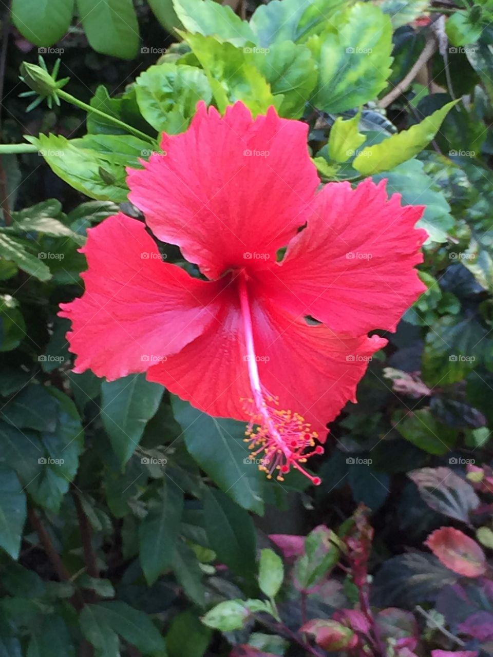 Hibiscus 