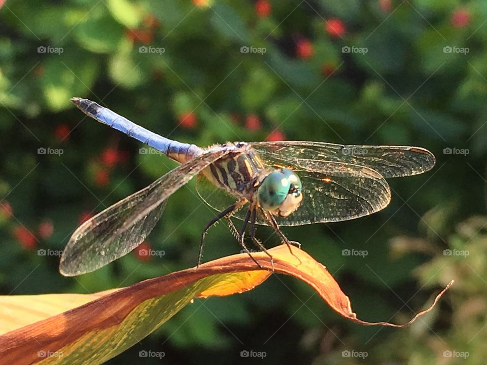 Dragonfly on Cana Leaf