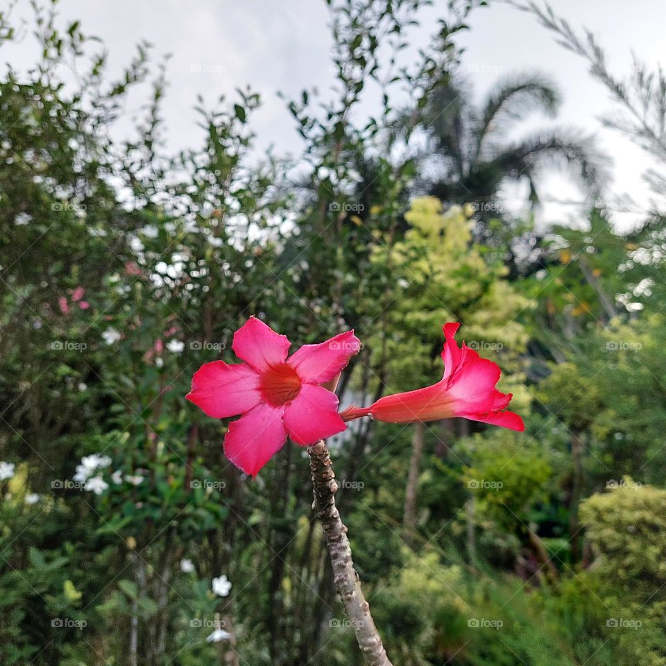 brightly colored flowers, red and pink