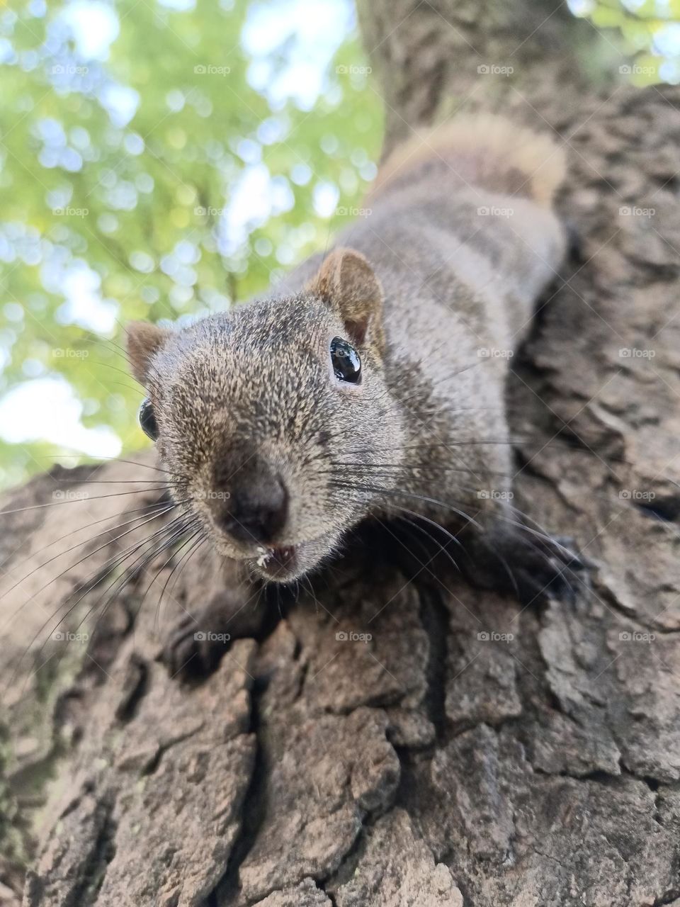 Red-bellied Squirrel
