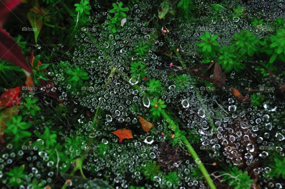 Nature, Flora, Leaf, Desktop, Texture