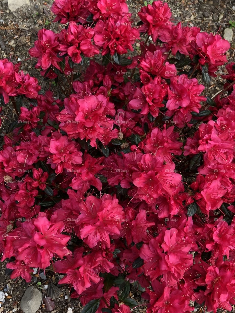 Pink blossom