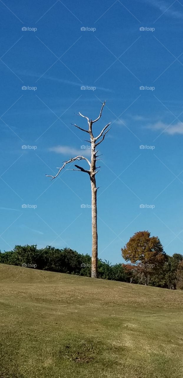 Cool looking old tree,  looking like a big stick