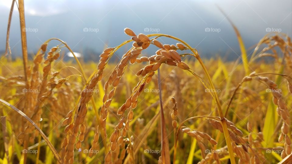 Sunrise at rice fields