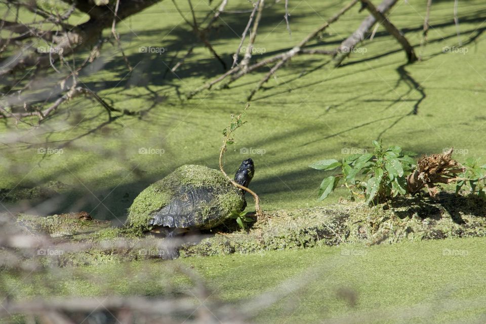Turtle Sunning 