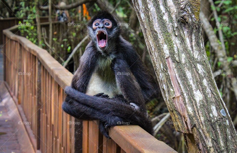 Cancun Spider Monkey mid-yawn hanging out
