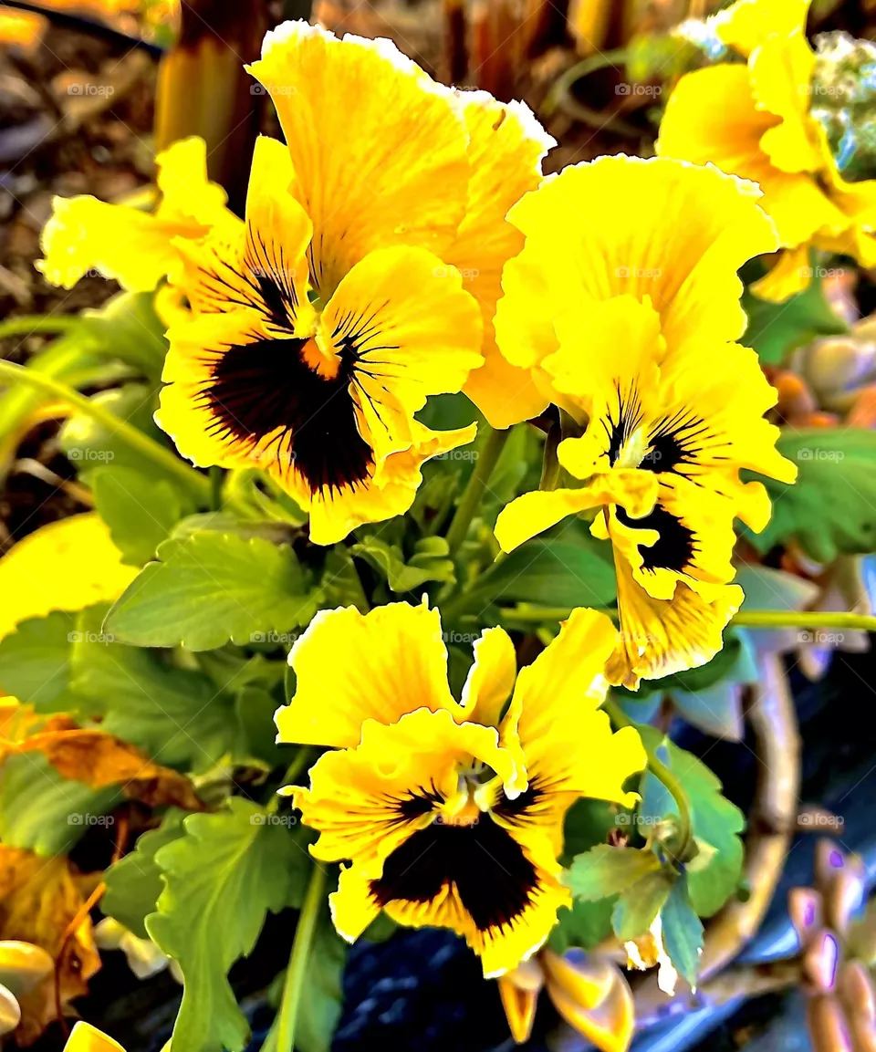 Yellow pansies in winter California garden 