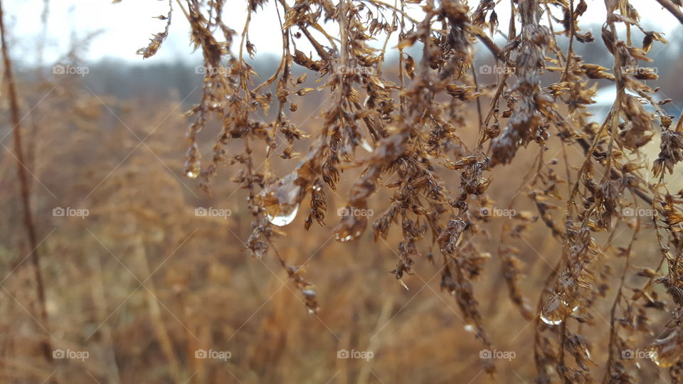 winter field rain drop