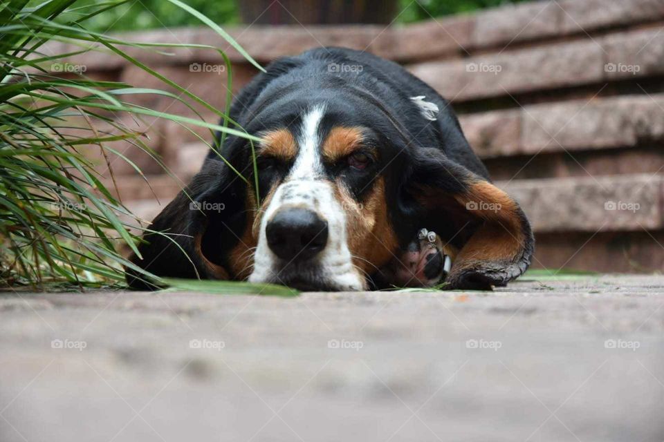 tricolor Bassett hound lying on pool pavers