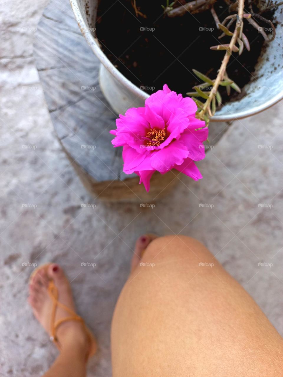 The most beautiful in the garden