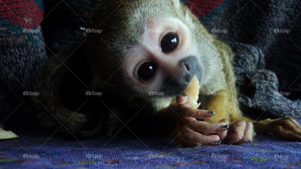 Mono bebé comiendo 