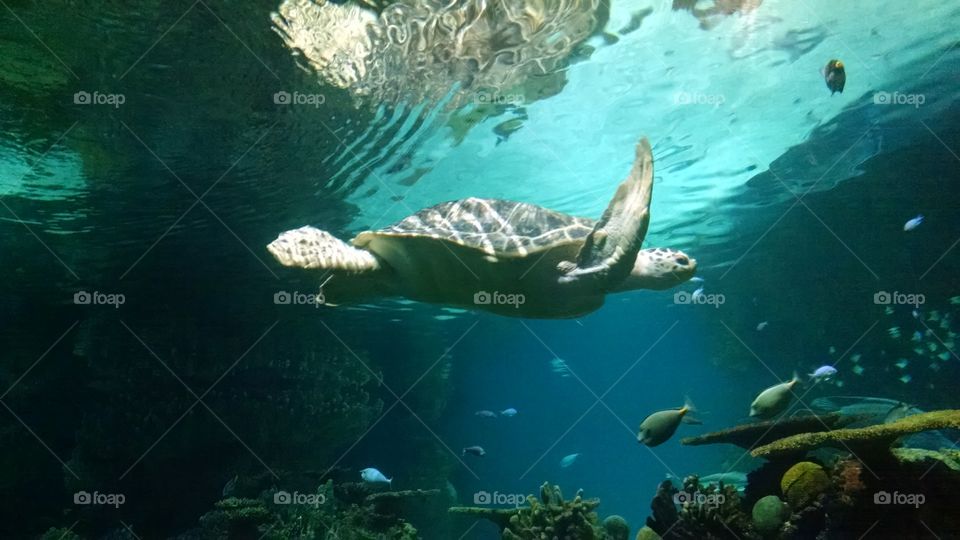 sea turtle under the water