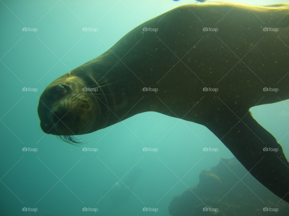 ocean seal diving sea lion by izabela.cib