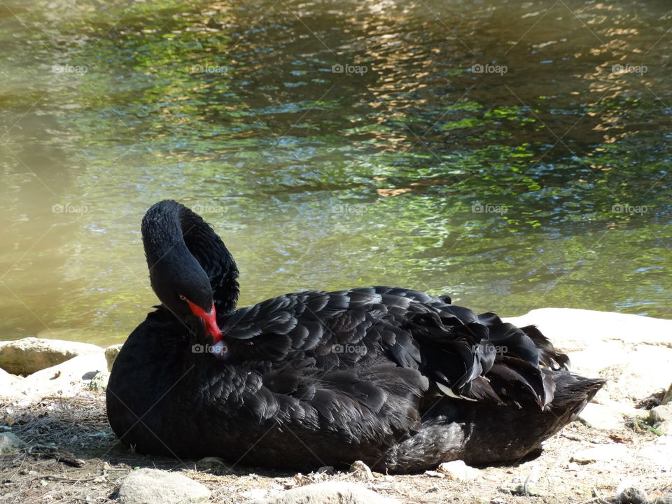 Black swan. Zoo