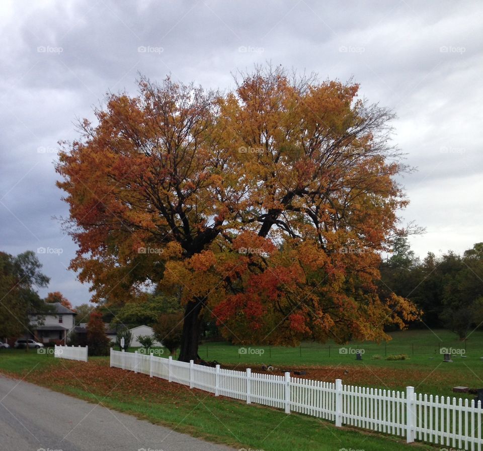 Fall Tree, Azalia, Indiana
