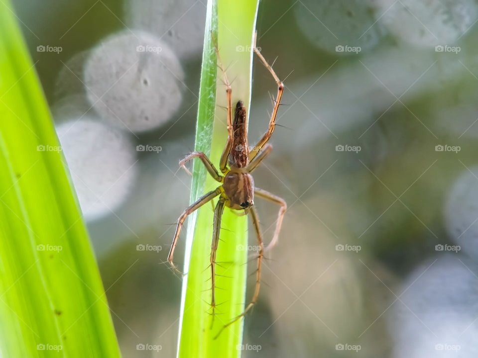 Spider on green leaf