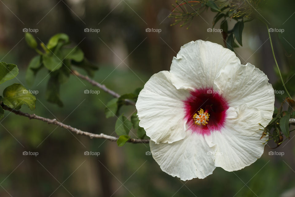 Flower in Garden