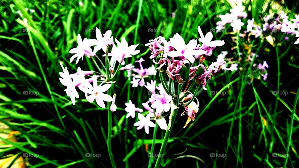 Pink flowers