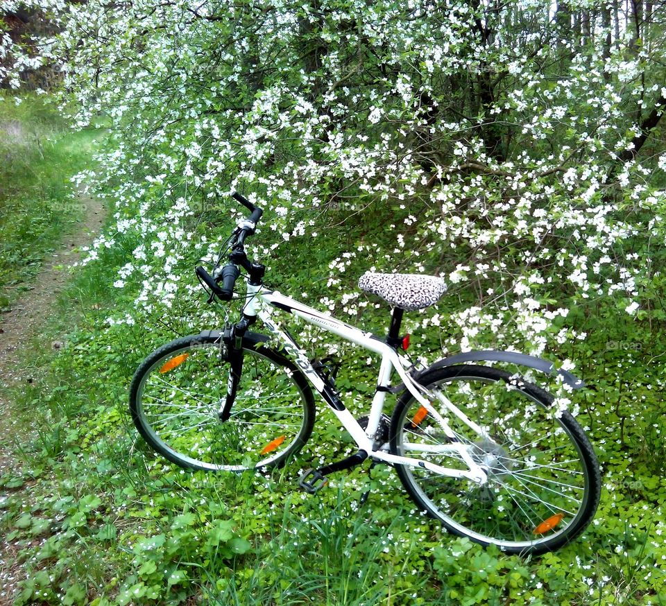 Wheel, Bike, Cyclist, Nature, Biker